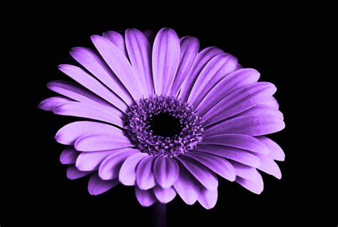 Download Purple Chrysanthemum Shadow Wallpaper | Wallpapers.com