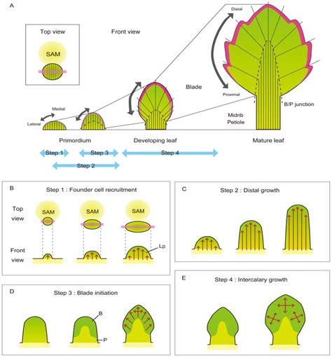 Plants | Free Full-Text | The Leaf Adaxial-Abaxial Boundary and Lamina ...