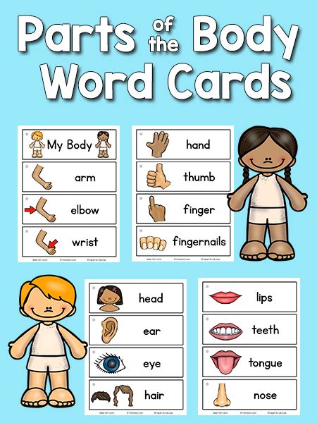 Body Parts Picture-Word Cards - PreKinders