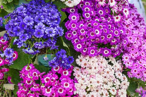 The Best Annuals for Those Shady Spots in Your Backyard | Container ...