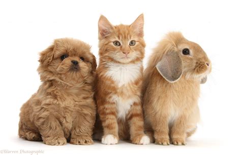 Pets: Peekapoo pup, Ginger kitten and Sandy Lop rabbit photo WP26709