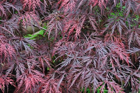 Acer palmatum Diss. 'Crimson Queen'
