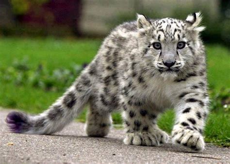 Wildlife Photos: Gorgeous Snow Leopard Cub!