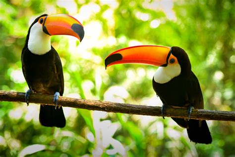 Two Toco Toucan Birds - Happy Beaks Blog