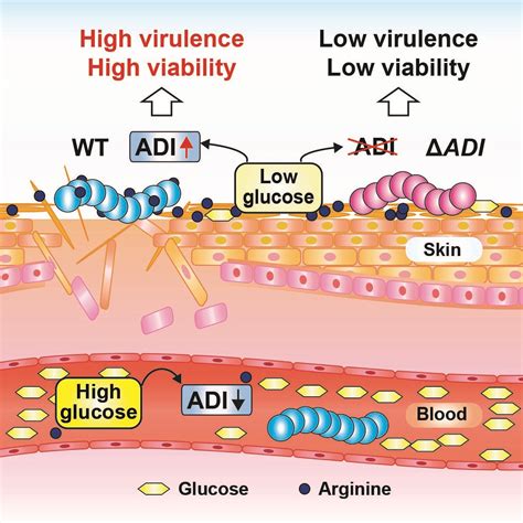 How Streptococcus pyogenes can survive on skin and cause skin infections