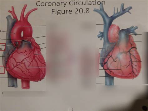 Coronary Circulation Diagram | Quizlet