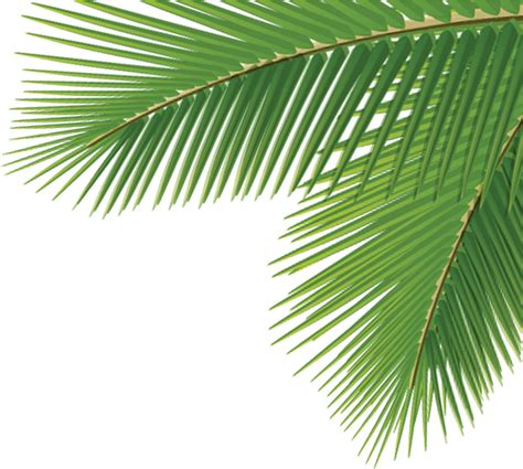 Download Arecaceae Leaf Tree Dasylirion Wheeleri - Palm Tree Corner Transparent PNG Image with ...