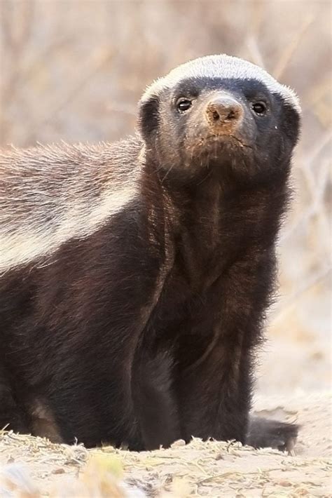 Honey Badger Houdini Finds Ways To Escape From Every Enclosure [Video] | Kids Activities Blog