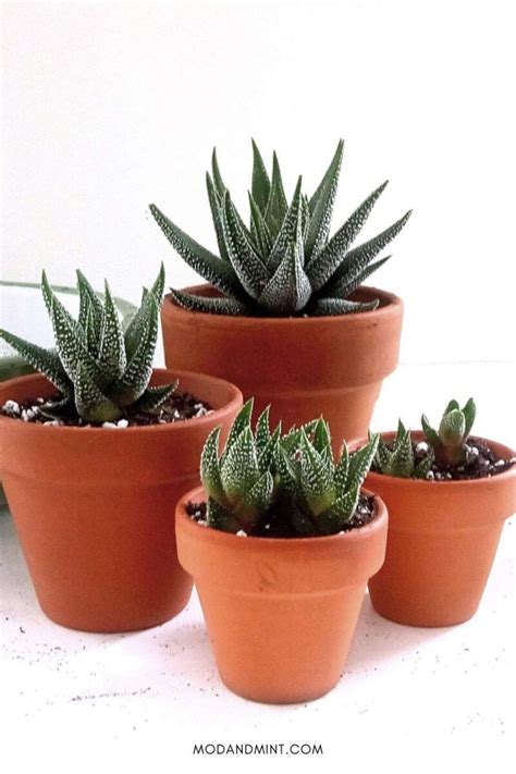 How to Propagate Your Haworthia Succulents