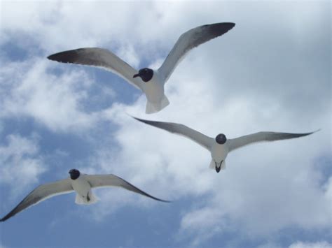 White seagulls flying on a Caribbeans beach Free Photo Download | FreeImages