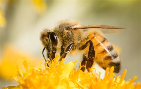 5 Amazing Facts About Honey Bees