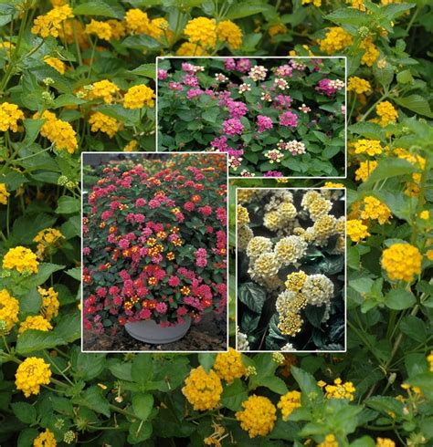 Lantana Assorted Lantana | Garden Center Marketing