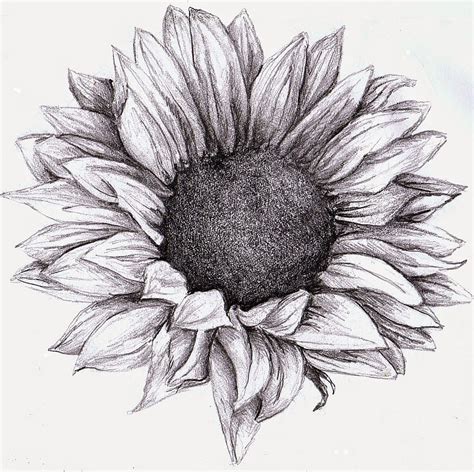 Sunflower Drawing, Pencil, Sketch, Colorful, Realistic Art HD wallpaper | Pxfuel