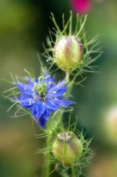 Love In A Mist Seeds 5 Color Mix Unusual Seed Pod Nigella | Etsy