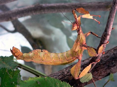 a close up of a caterpillar on a tree branch