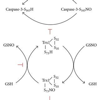 The proposed mechanism for the formation of hyper-S-nitrosylation of ...