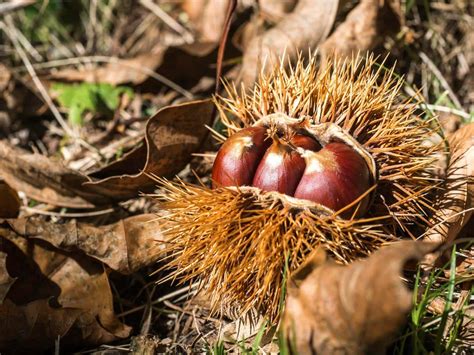 Buckeye vs Chestnut: Difference and Comparison