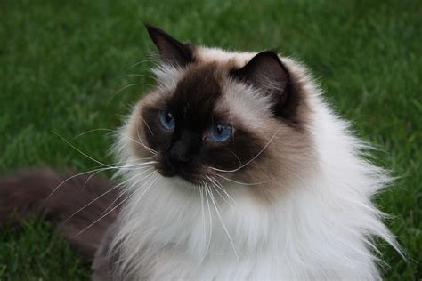 Seal Mitted | Ragdoll Cat