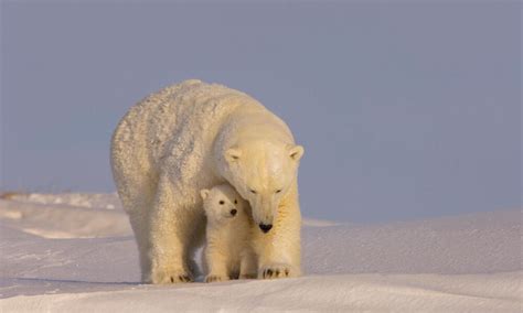 Imperiled polar bears face new threat in Alaska’s Arctic National ...