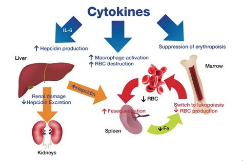 Low ferritin levels and iron deficiencies may be found in PANS patients. - SUZANNE GAZDA M.D.