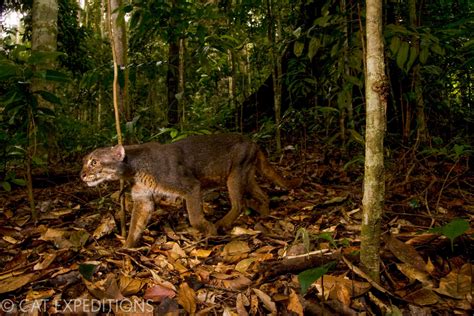 Borneo Bay Cat | Cat Expeditions | Ethical Wild Cat Photo Tours