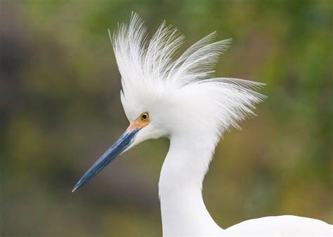 Snowy Egret in breeding plumage | Smithsonian Photo Contest | Smithsonian Magazine