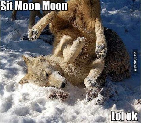 The Best 15 Wolf Moon Moon Meme - climaticsitepics