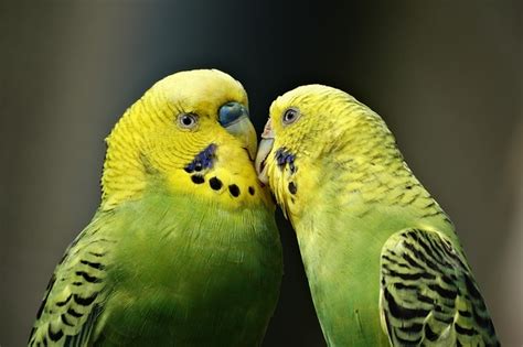 Top 10 Smartest Talking Birds in the World