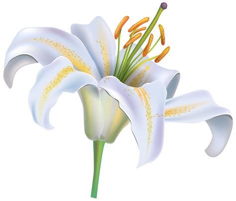 White lily clipart 20 free Cliparts | Download images on Clipground 2024