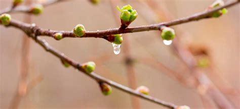 Watch out, Bud!: What Happens if a Tree Buds Too Early? - Premier Tree ...