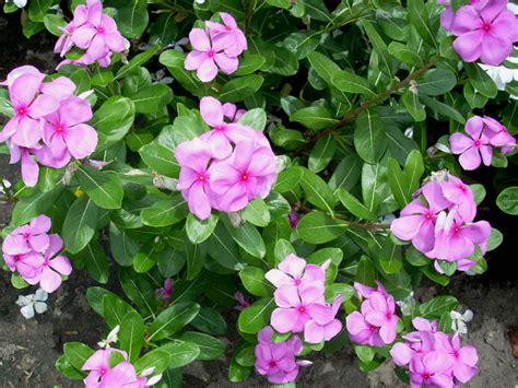 How to Grow and Care for Madagascar Periwinkle - World of Flowering Plants