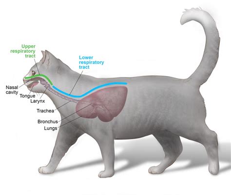 Cat Larynx Disorder Symptoms & Treatment | Guide by Expert