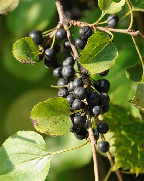 common buckthorn (EwA Guide to the Invasive Species of the Fells (US) ) · iNaturalist