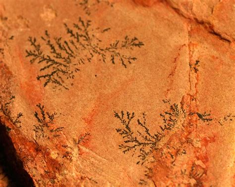 Louisville Fossils and Beyond: Dendrites - Plant Pseudofossil?