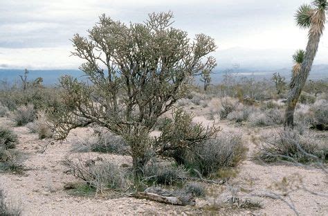 11 Best Plants of the Mojave Desert ideas | mojave desert, plants, mojave