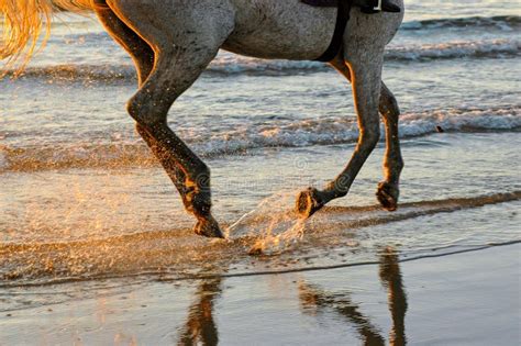 Beachside Sunset Horse Ride Stock Image - Image of sand, ride: 1971205