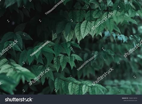 Dark Green Leaves Background Texture Stock Photo 1500212810 | Shutterstock