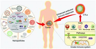 Targeting the innate immune system with nanoparticles for cancer ...