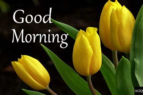 yellow tulip good morning images | Lets Wake Up Early in the Morning