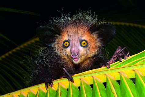 Why do aye-ayes have such long middle fingers? - Discover Wildlife