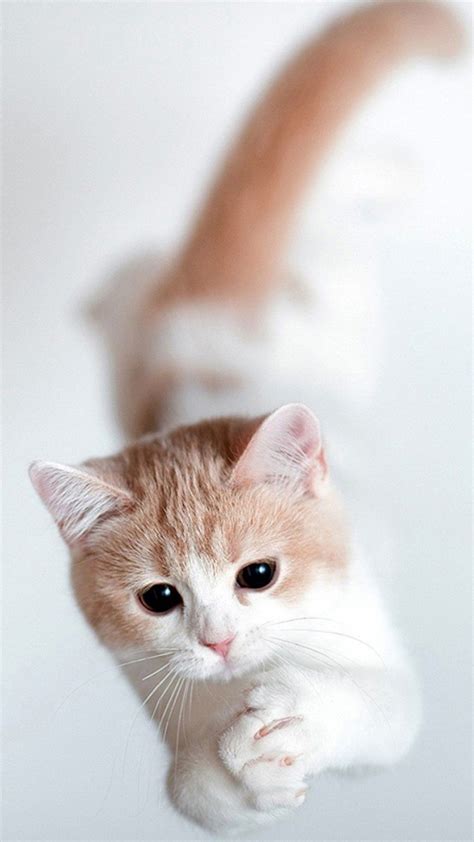 Cat Cute Mobile Wallpapers - Wallpaper Cave