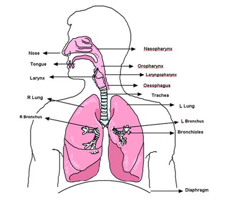 Science Respiratory and Circulatory System | Mhuang16's Blog