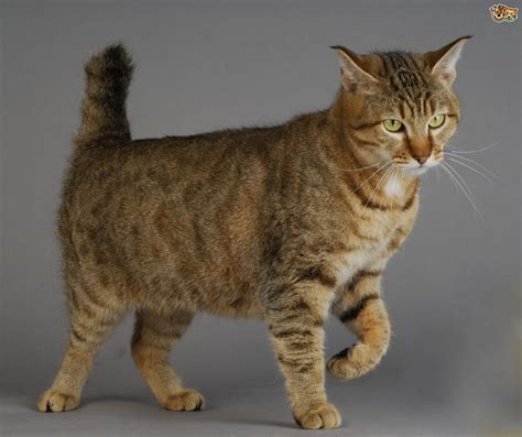 Pics Photos - Domestic Cat Breeds