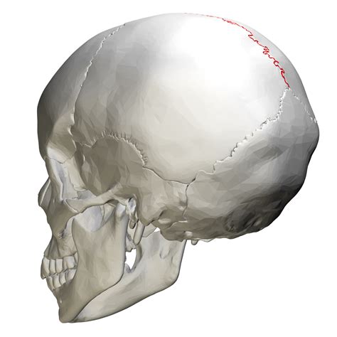 File:Sagittal suture - skull - posterior view01.png - Wikimedia Commons