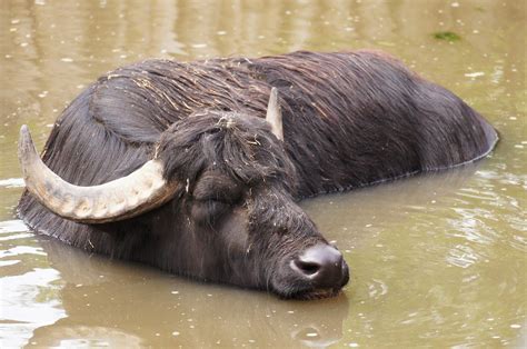 Buffle d'eau d'Europe du Sud (Bubalus arnee bubalis) | Flickr