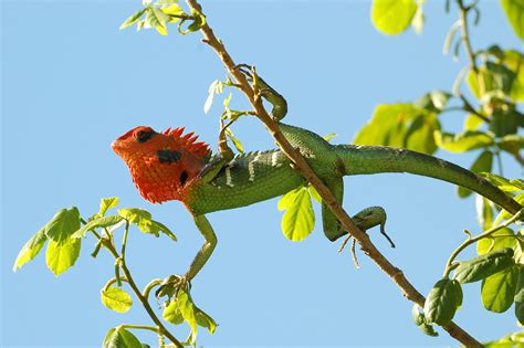 The blue-crested lizard is colour-changing marvel - Australian Geographic