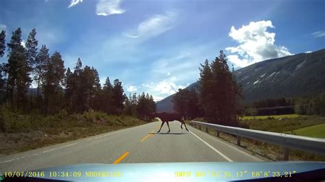 EUROPE - NORWAY - MOOSE - ACCIDENT ? - YouTube