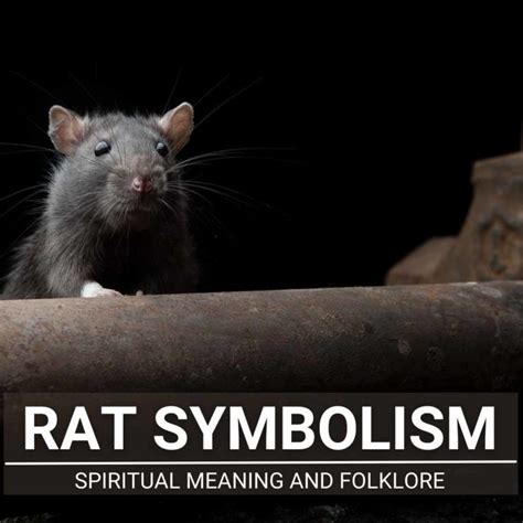 Rat Symbolism: Are They Evil? From Spirituality To Myths