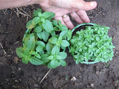 Growing Basil Indoors - Plant Instructions