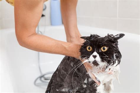 How to Dry a Cat After a Bath (Without Getting Scratched!) | Pet Keen